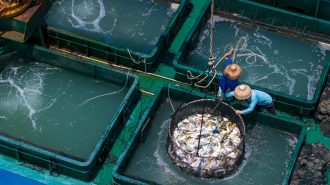 Granja acuícola en Zhanjiang: El éxito de la cría de pomfret dorado en China y más allá