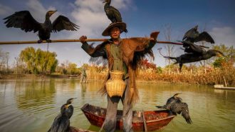 La pesca con patos entrenados en el lago Hongze