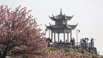 Turistas disfrutan de los cerezos en Bashan, en el este de China