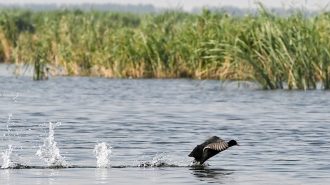 La recuperación del lago Baiyangdian en el norte de China