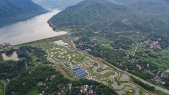 Exitoso proyecto de conservación en China: Investigadores protegen y liberan millones de peces raros