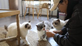 El pueblo de Lizu: Donde los gatos y los emprendedores se encuentran en una vibrante sinergia económica