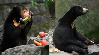 Zoológico chino aumentó sus visitas tras viralización de oso con aspecto humano