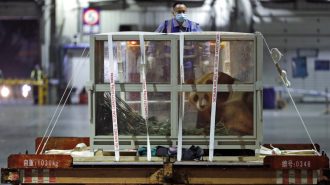 El panda Fu Bao, nacido en Corea, regresa a China