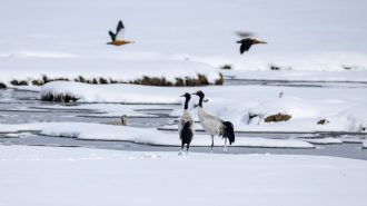 Un oasis para las grullas cuellinegras en China