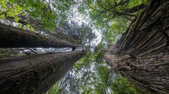 En China está el hogar de los árboles más altos de Asia