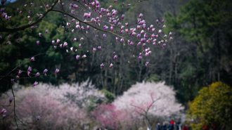 Un escenario para enamorarse: Entre las montañas, provincia china ve florecer sus cerezos