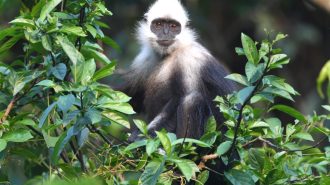 Guardián de los langures: El trabajo en China para proteger a una especie amenazada