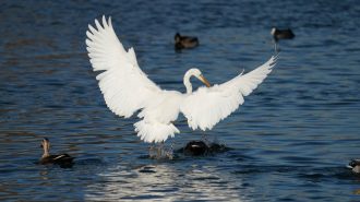 “Río madre” de Shanxi se recupera tras años de contaminación