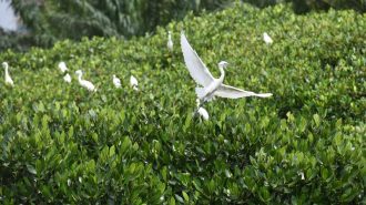 Tesoro ecológico en el sur de China: El exuberante bosque de manglares en la isla de Jinniu