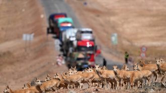Antílopes tibetanos eligen la Reserva Natural Nacional Hoh Xil como su refugio seguro para dar a luz