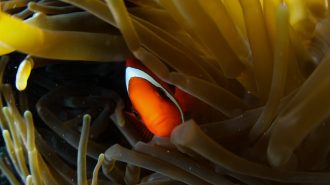 Un paraíso en las profundidades: El primer rancho marino tropical de China