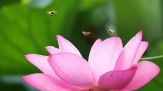 Dashu en China: flores de loto y abejas protagonizan el peak del verano