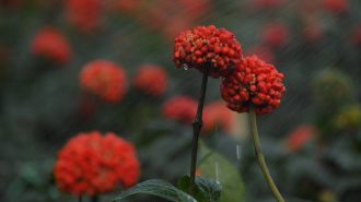El cultivo de ginseng impulsa la próspera industria biofarmacéutica en China