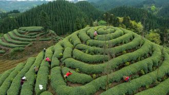 El laborioso trabajo en China para crear el té, patrimonio cultural de la humanidad