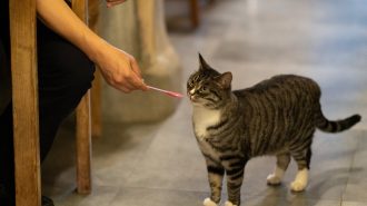 Gatos y amantes de los felinos disfrutan a la par en esta particular cafetería de China