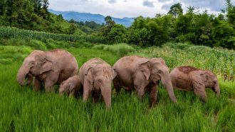 Más de 40 elefantes merodean por zonas residenciales en el sur de China