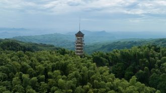 El portentoso paraje del Mar de Bambú en China