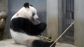 Panda nacida en Japón regresa a China para buscar novio