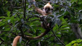 El langur cabeciblanco, un tesoro frágil en peligro de extinción