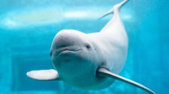 El “ángel sonriente del río Yangtsé” recibe una segunda oportunidad