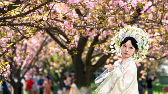 Un oasis de belleza primaveral en Xi’an