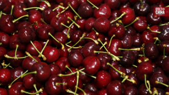 Exportaciones a China: Chile estrena certificación fitosanitaria electrónica pionera en el mundo